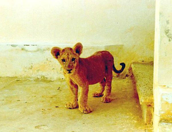 LionCub