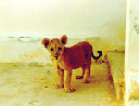 LionCub